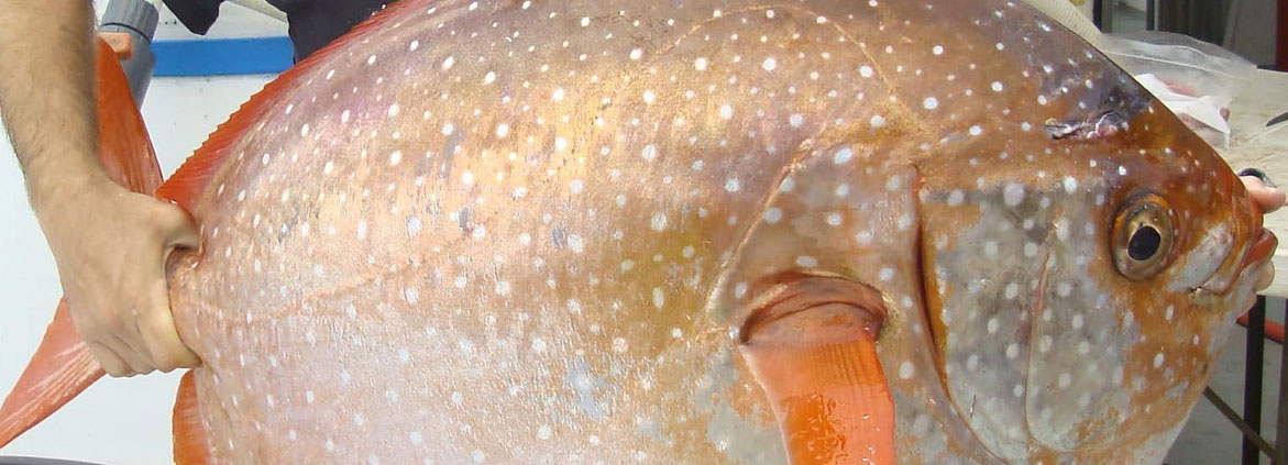 Fisheries biologist Nicholas Wegner of NOAA Fisheries' Southwest Fisheries Science Center in La Jolla, Calif., lead author of the a 2015 research paper that discovered the unique warm-blooded characteristics of the opah (shown here).