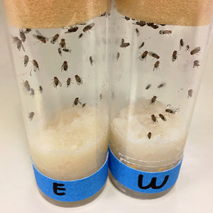 Drosophila flies in vials