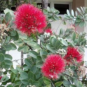 Pink puffy ʻōhiʻa flowers