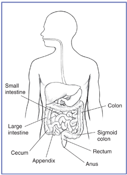 Drawing of the GI tract, with the small intestine, large intestine, colon, sigmoid colon, cecum, appendix, rectum, and anus labeled.