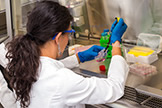 A researcher working in the lab