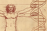 The Vitruvian Man and DNA double helix
