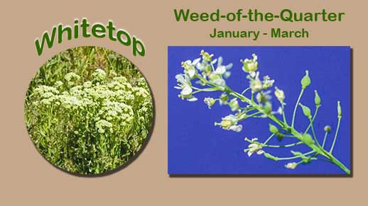 The Invasive Weed of the Quarter for January through March is Whitetop.