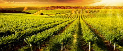 photo of an agricultural field in the sunset