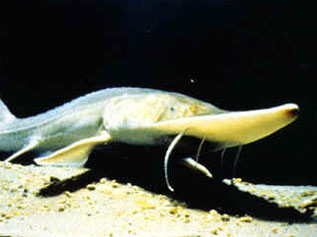 Pallid Sturgeon -Aksarben Aquarium, Nebraska. Credit: USFWS.