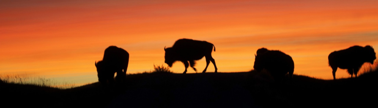 Bison in sunset silhouette on Fort Niobrara National Wildlife Refuge