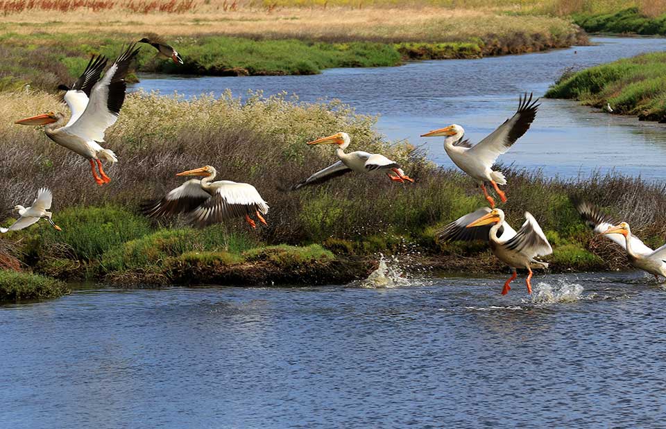 Rush Ranch NERR site by Tom Muehleisen