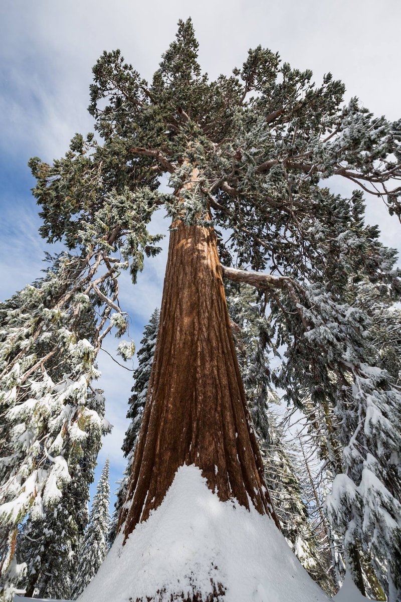 A sequoia tree blanketed in snow soars into the sky