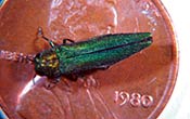 An emerald ash borer beetle on a penny.