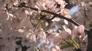 Flores de cerezo: Un espectáculo de la naturaleza 