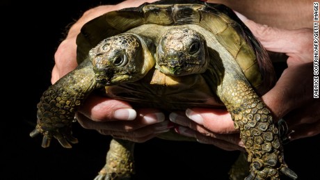 Janus, the Geneva Museum of Natural History&#39;s two-headed Greek tortoise, is photographed on the day of its 20th birthday, on September 3, 2017, in Geneva.
Janus, named after the two-headed Roman god, was born on September 3, 1997 at Geneva&#39;s Natural History Museum from an egg that had been placed in an incubator. With two heads, the animal would not have survived in nature, but thanks to the attentive care of the museum, the tortoise has beat the previous records of longevity of a turtle with two heads in captivity, that lived only a few years. The star is pampered, enjoying a daily bath and pleasant sessions of UV allowing it to consolidate its shell thanks to an adequate level of vitamin D.  / AFP PHOTO / Fabrice COFFRINI        (Photo credit should read FABRICE COFFRINI/AFP/Getty Images)