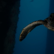 PHOTO - Focus area_sanctuaries_swimming turtle - 1440x600 - Landscape