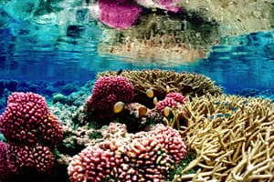 healthy colorful coral reefs