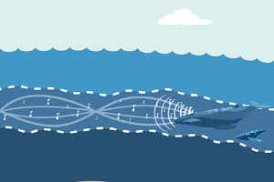 animation of whale with sounds eminating from them