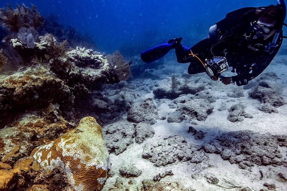 Scientists document stony coral tissue loss disease as it infects nearly two dozen stony coral species on the Florida Reef Tract.