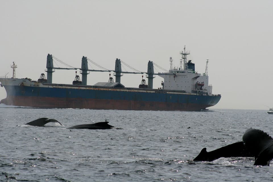 whales near a large ship in Stellwagen Bank National Marine Sanctuary