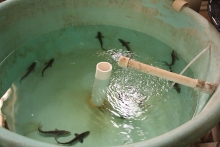 Tank of sturgeon in a lab.