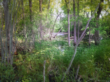 A body of water twisting through a green forest area. 