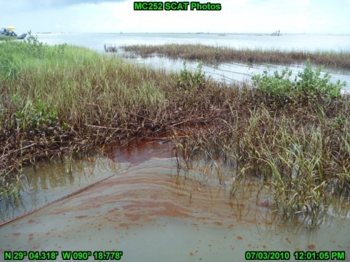 Oil in a marshland.