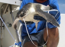 Man holding a sea turtle with a balloon string hanging from its mouth.