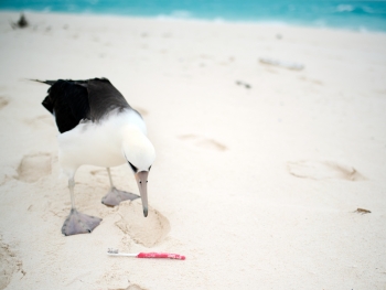 A curious Laysan Albatross checks out a toothbrush on the beach. Last year the Marine Debris team removed 705 toothbrushes and personal care items from the shorelines of Midway Atoll.