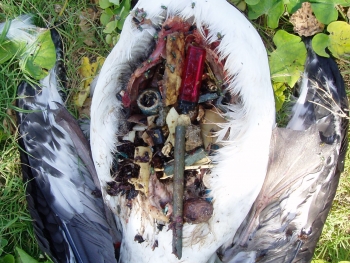 Debris Impact on Laysan Albatross 