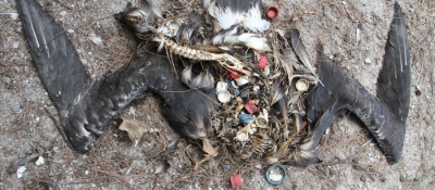 Plastics found in the stomach of a deceased albatross. 