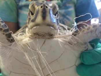 Sea turtle entangled in fishing line. (Photo Credit: Sea Turtle Inc.)