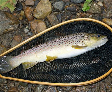 Brown trout, photo courtesy of Michael Eversmier
