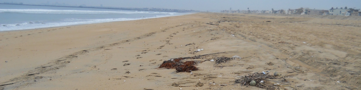 Debris on Seal Beach beach in Long Beach, CA.