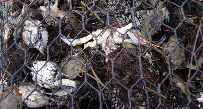 A derelict crab pot shows the dangers of ghost fishing, having captured and killed many crabs.