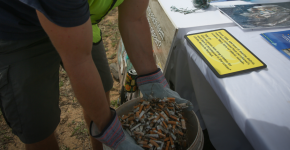 Someone holding a lot of littered cigarettes.