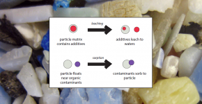 Leaching from and sorbing to microplastics was the main focus of this study.