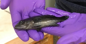 A fish resting in a researcher’s gloved hands.