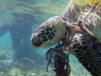 Entangled hawksbill sea turtle in Hawaii. 