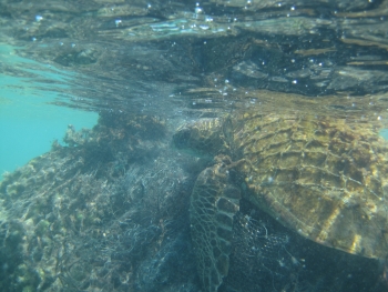 Entangled Green Sea Turtle in Hawaii. 
