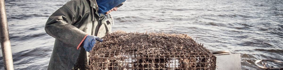 A volunteer pulls a derelict crab pot from the water in North Carolina. 
