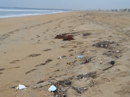 Marine debris on a beach in California. 