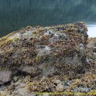 Large rock with organisms growing on it next to a body of water.