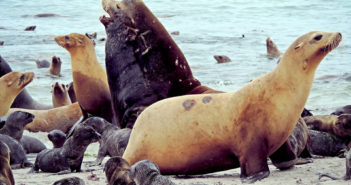 Salmon-eating sea lions targeted at Columbia River dam