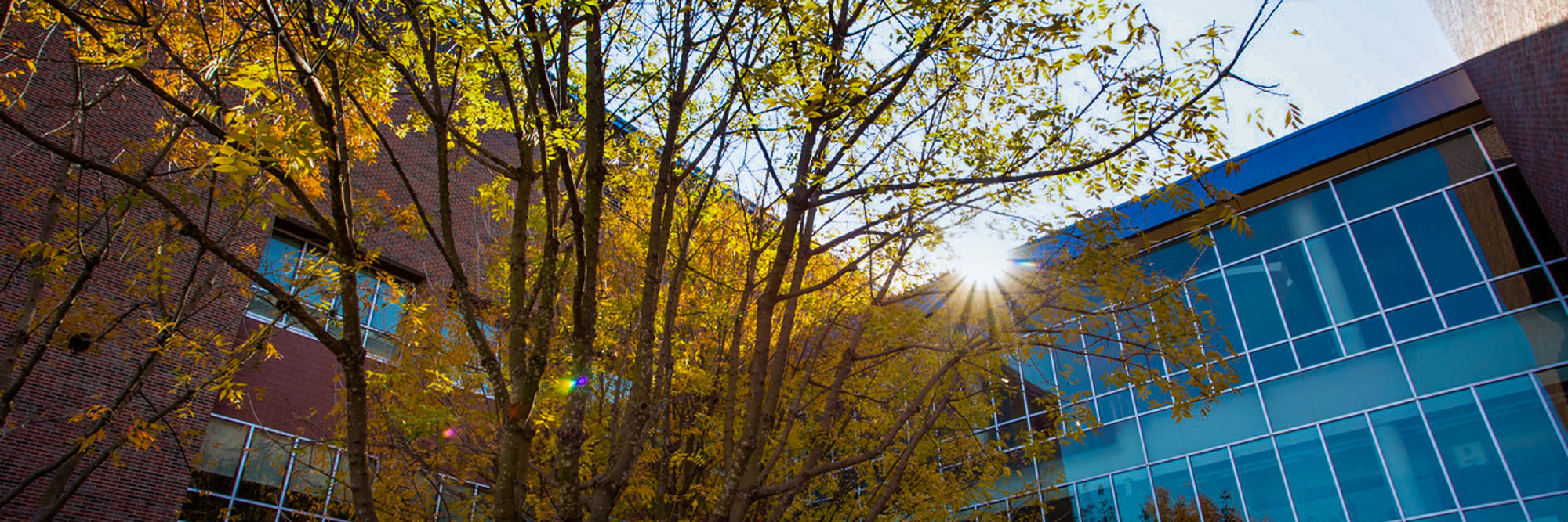 Fall Leaves outside of UNT Dallas building