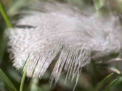 white feather in grass