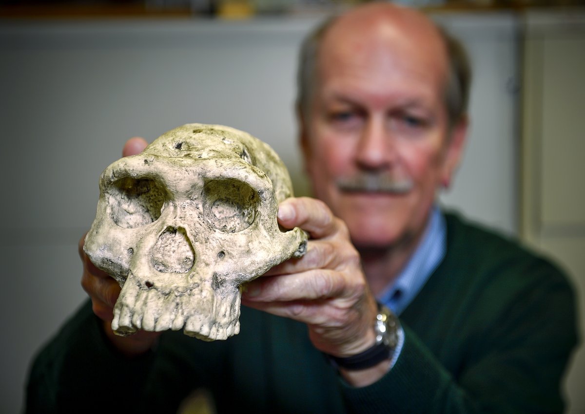 UNT Professor Reid Ferring shows a cast of an early hominid skull.