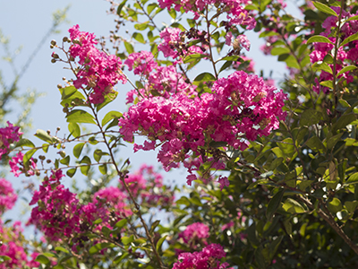 pink crepe myrtle clossoms