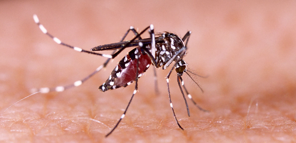 The Aedes mosquito can transmit dengue, chikungunya and Zika. Learn about what you can do to prevent mosquito breeding sites in and around your home.