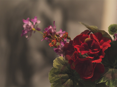 photograph of red and pink flowers