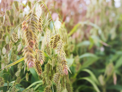 flowering plant with green leaves