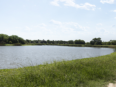 pond surrounded by trees 