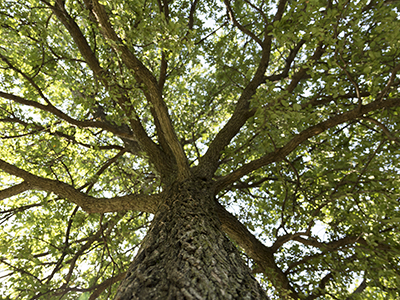 trunk of a tree looking upward