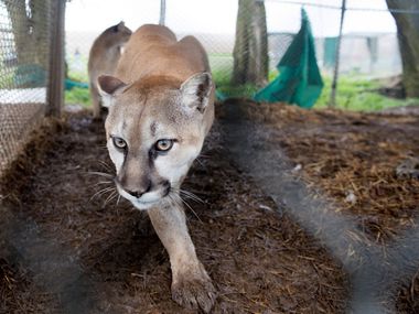 A 2013 photo from the Humane Society of the United States shows a mountain lion in an enclosure during the seizure of a menagerie of wild cats in Atchison.